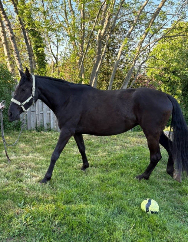 Vente de cheval : NAVI OLIVARES 